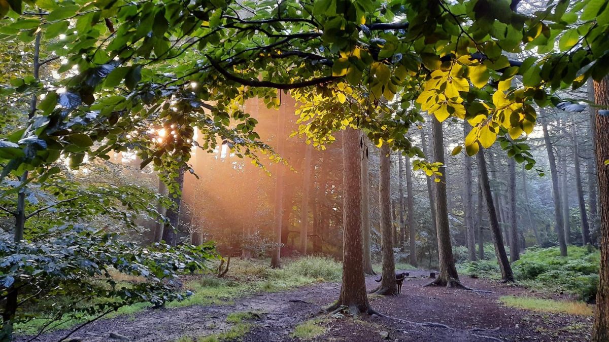 Trees and woodland under threat from a proposed development at Upper Cumberworth